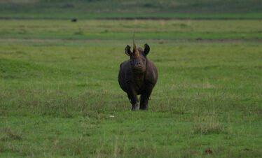 3 Days Tarangire & Ngorongoro Explorer Safari