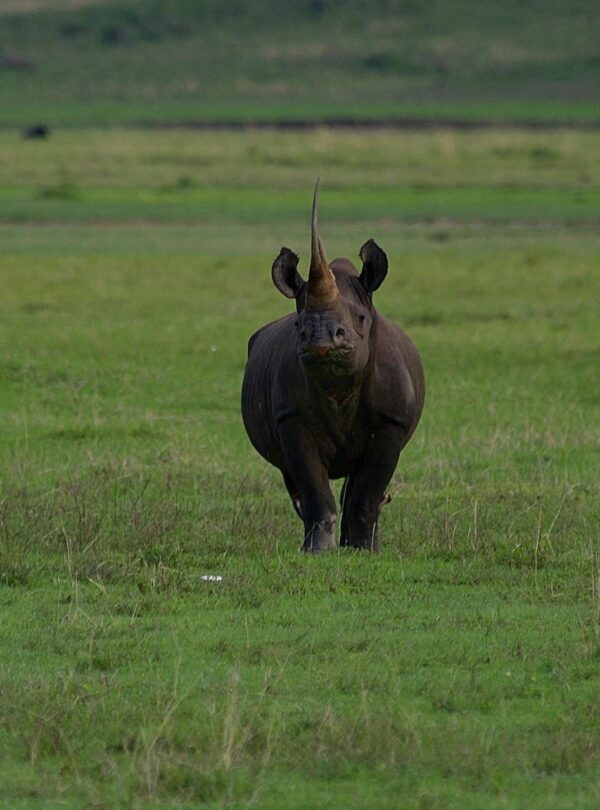 7523944-rhino-7375288_1920