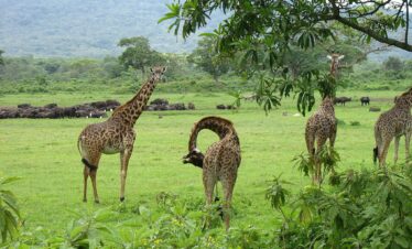 2 Days Arusha Farmhouse & Tengeru Cultural Safari