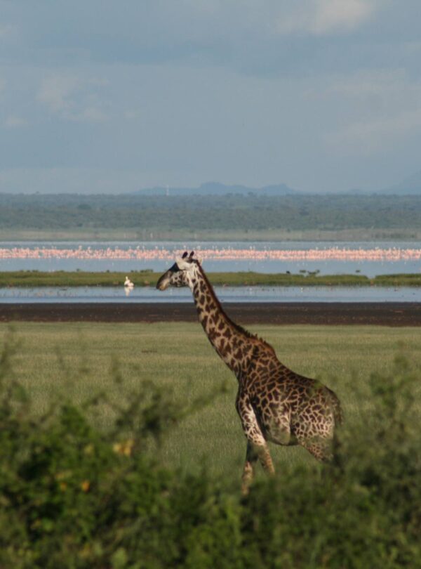 Lake_Manyara_National_Park_Giraffes_24