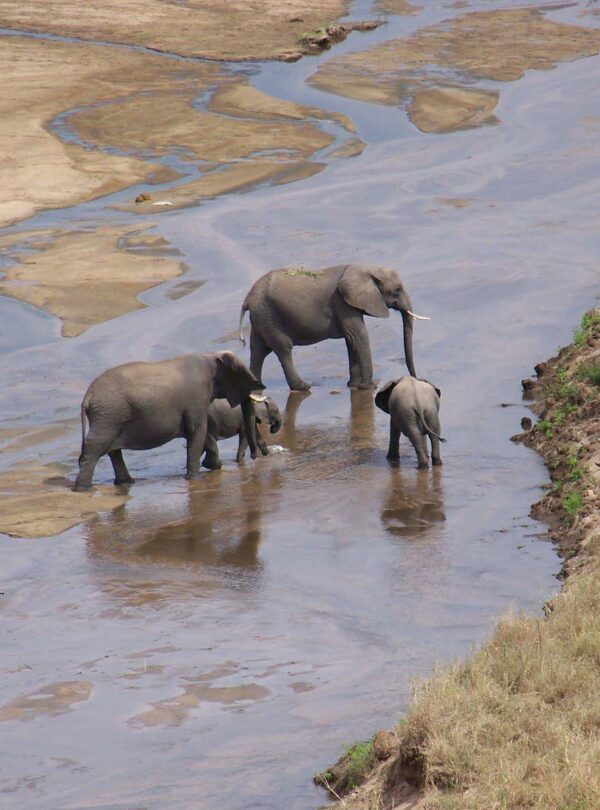 Tarangire_National_Park_Elephants_in_Trangire_River_35