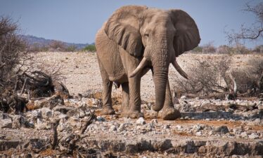 4-Day Tarangire, Ngorongoro & Serengeti Safari