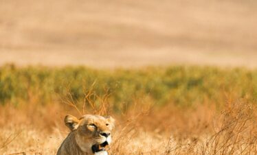 2 Days Ngorongoro Crater Adventure