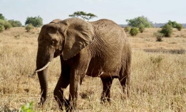 2 Days Tarangire Wilderness Escape