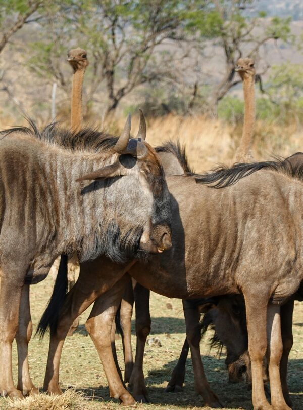 pexels-magda-ehlers-pexels-28805065
