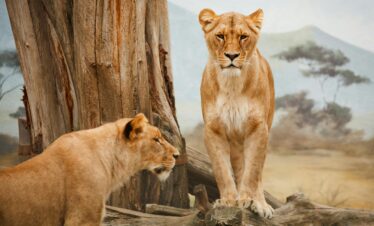 3 Days Serengeti Express Safari