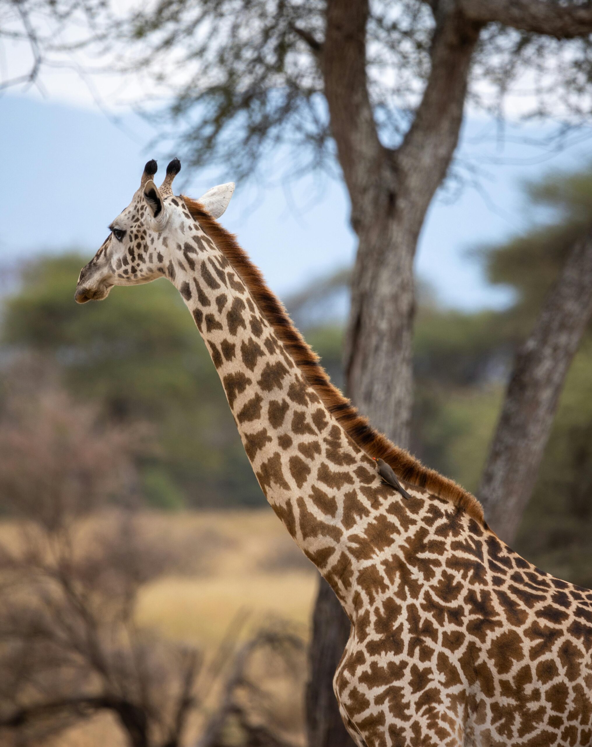 Giraffe Inside Tarangire National Park